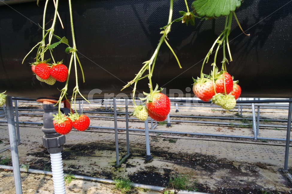 fruit,과일,strawberry,딸기,food,음식,plant,식물,딸기체험,딸기밭,딸기농장,딸기하우스