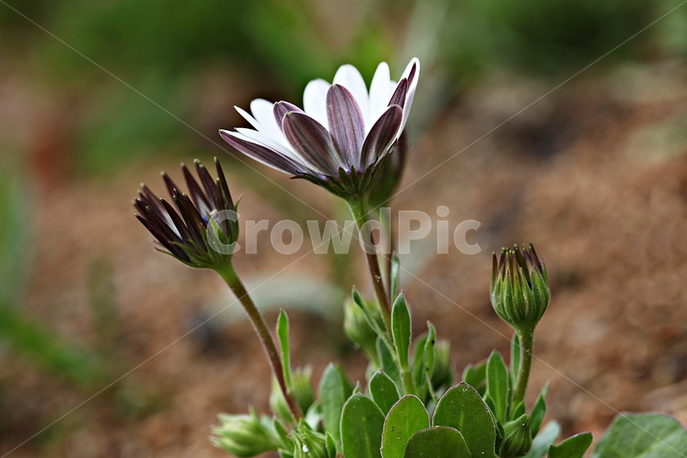봄꽃,꽃,인천대공원,식물,배경,공원,식물,자연,plants,nature,꽃,flower