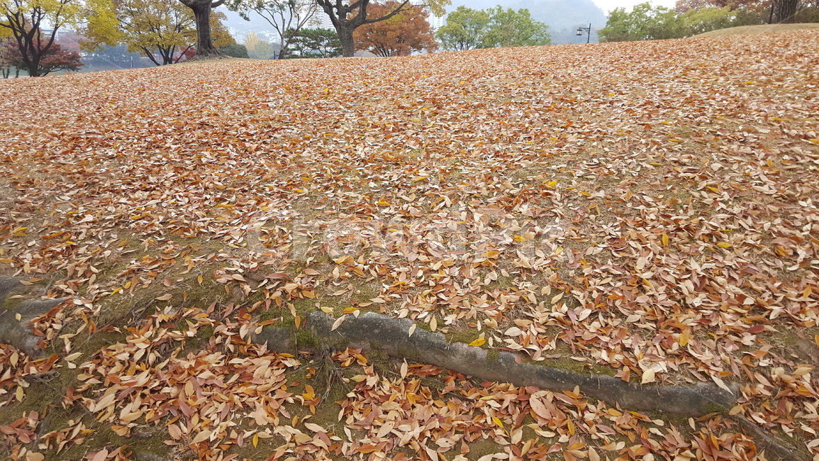 단풍,낙옆,만추,가을,잎사귀,가을,계절,fall,autumn,season,ground,바닥,tree,나무,plant,식물
