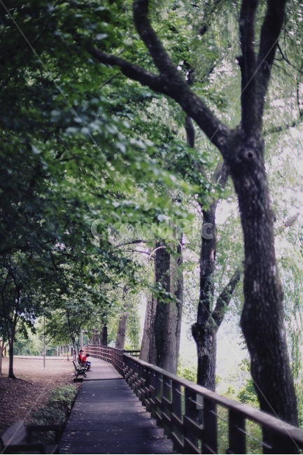 대청댐,로하스공원,휴식,여름,데크,식물,자연,plants,nature,나무,trees,wood,휴식,힐링,rest,relaxation,healing