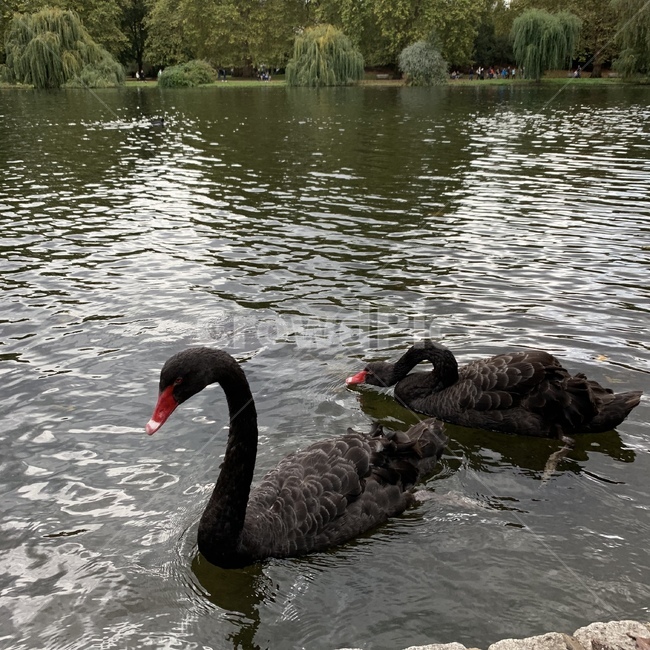 swan,blackswan,black,자연,백조,동물,새,동물,animal,조류,새,birds