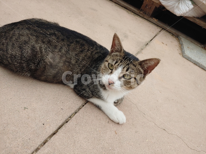 pet,animal,동물,mammal,포유류,cat,고양이,어미고양이,엄마고양이,성묘,길냥이,길고양이