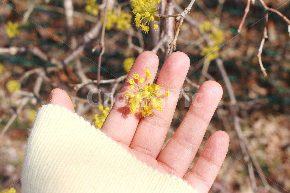 산수유,꽃,봄,손,사람,하늘,자연,spring,노랑,노란색,yellow,hand,people,봄,계절,spring,season,식물,자연,plants,nature,꽃,flower,사람,인물,인간,human,person,신체일부,몸,body,finger,손가락