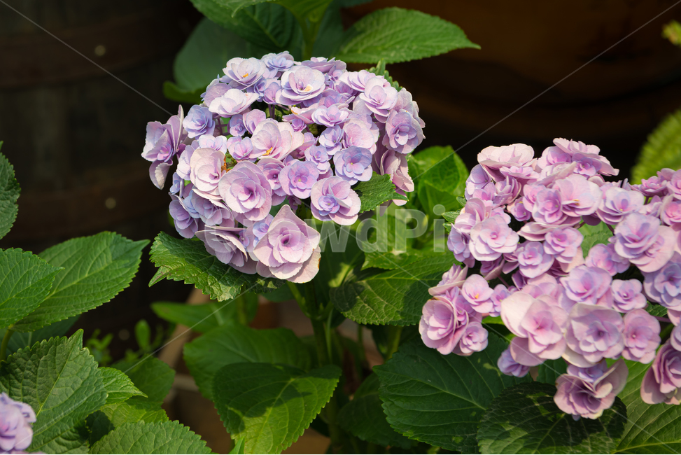 수국,꽃,봄,계절,자연,식물,나무,새싹,야외,공원,풍경,pink,핑크,보라,violet,빛,spring,season,plants,nature,flower,감성,sensible,feeling,녹색,green