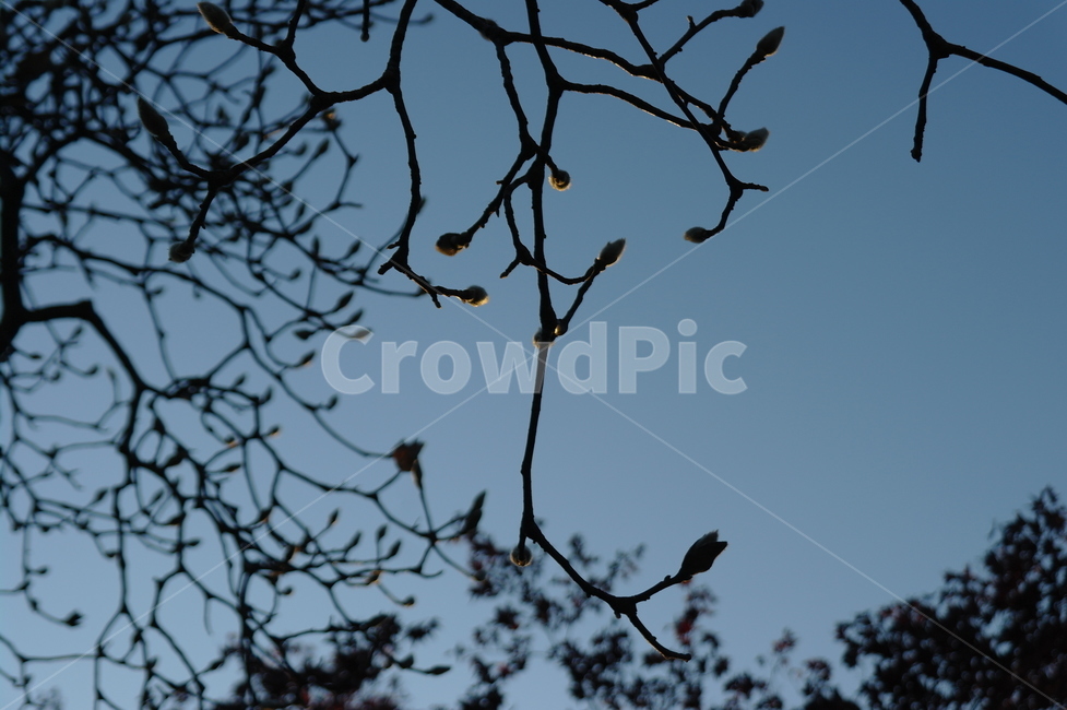 자연,풍경,하늘,가을,나무,봄,계절,spring,season,식물,자연,plants,nature,꽃,flower