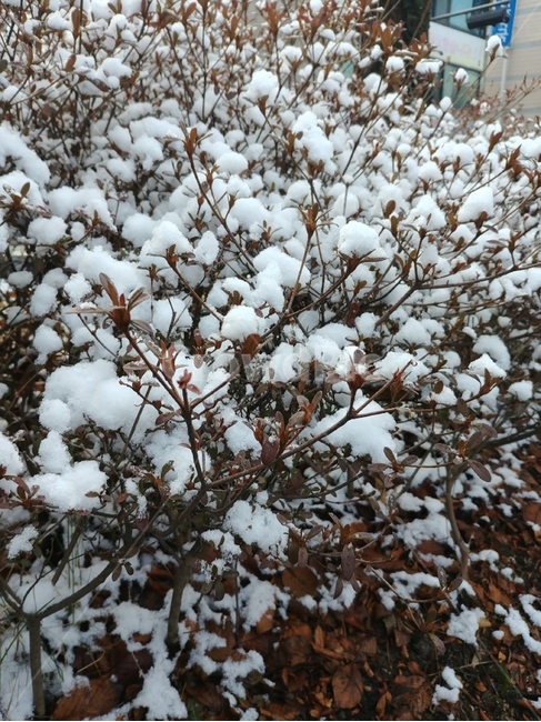 자연,겨울,눈,나무,snow,winter