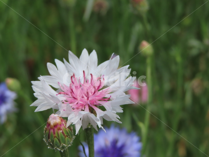 피어나다,꽃,아름다움,식물,공원,귀여운,화려한,자연,comeout,flowers,beauty,plants,parks,pretty,beautiful,natural