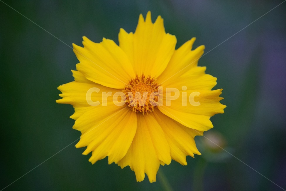 노란,옐로,하나,꽃,아름다움,자연,풍경,flower,yellow,식물,자연,plants,nature,꽃,flower