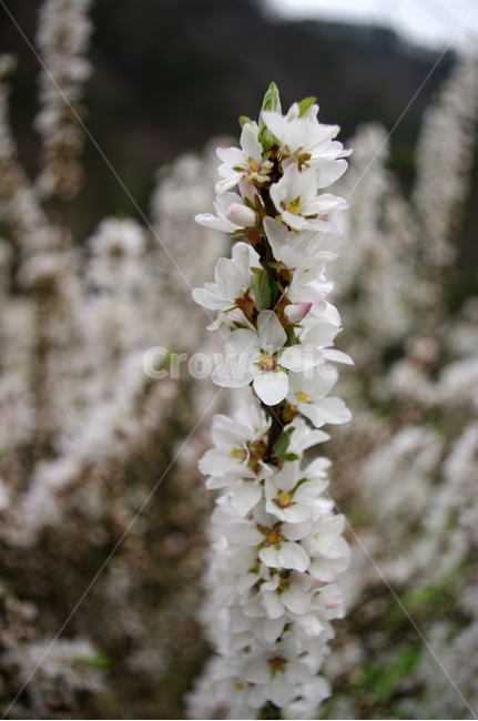 앵두꽃,꽃,flower,식물,plant,식물,자연,plants,nature,꽃,flower