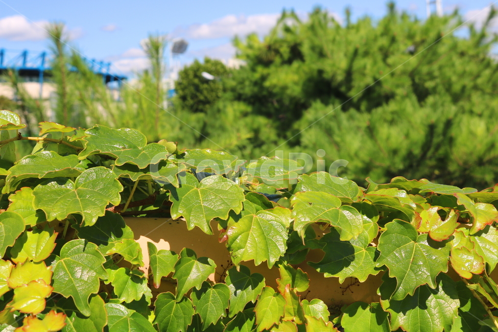 담쟁이덩굴,덩굴,식물,포도과,나무,자연,풍경,넝쿨,담쟁이,식물,자연,plants,nature