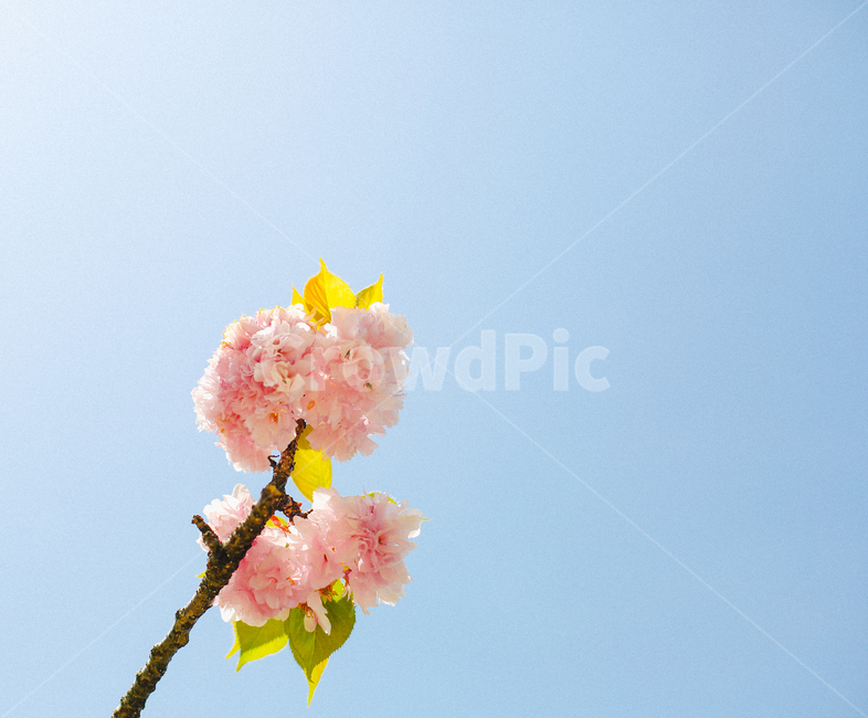 꽃,벚꽃,blossom,flower,겹벚꽃,잎사귀,하늘,봄,계절,spring,season,plant,식물