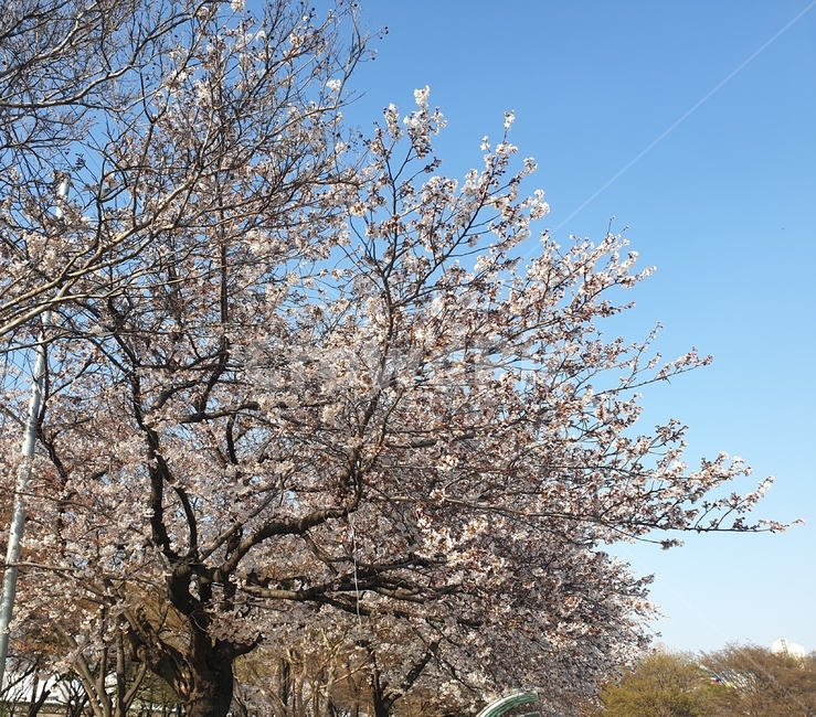 하늘,벚꽃나무,벚꽃,꽃,나무,봄,계절,spring,season,자연,풍경,nature,landscape,plant,식물
