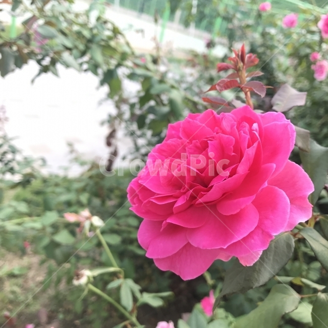 장미,Rose,분홍장미,꽃,Rosaspp,여러해살이나무,관상용,향료용,식물,Tree,Flower,식물,자연,plants,nature,꽃,flower