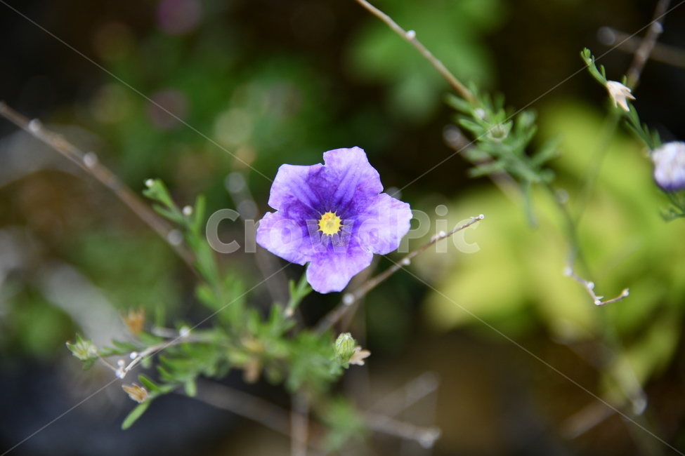 꽃,자연,식물,야생화,nature,flower,감성,feeling,배경,백그라운드