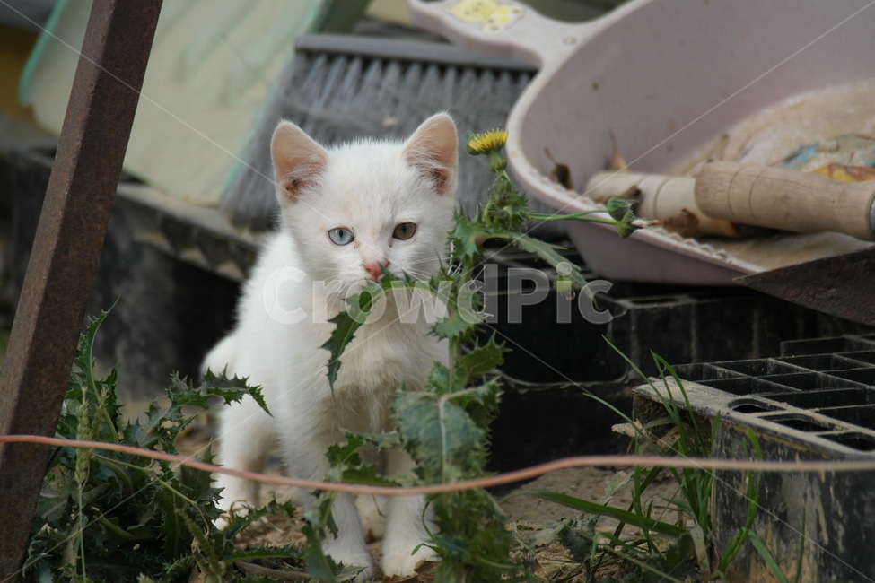 고양이,길고양이,흰색고양이,오드아이,오드아이고양이,더러운,동물,animal,포유류,mammal,고양이,cat,kitten,kitty