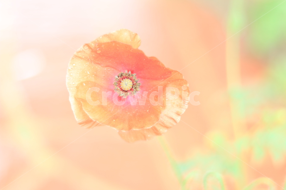 여름,향기,비,양귀비,위로,식물,자연,plants,nature,꽃,flower,휴식,힐링,rest,relaxation,healing