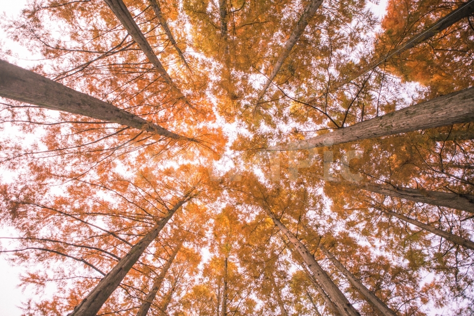 메타세콰이어,숲속,숲,나무,식물,단풍나무,단풍,메타세콰이어숲,가을,여행,풍경,감성사진,자연,하늘,힐링,trip,maple,fall,sky,tree,가을,계절,fall,autumn,season,식물,자연,plants,nature,나무,trees,wood,감성,sensible,feeling,휴식,힐링,rest,relaxation,healing,plant