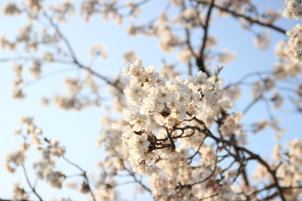 봄,벚꽃,봄꽃,축제,봄나들이,봄하늘,봄,계절,spring,season,식물,자연,plants,nature,꽃,flower,plant,blossom