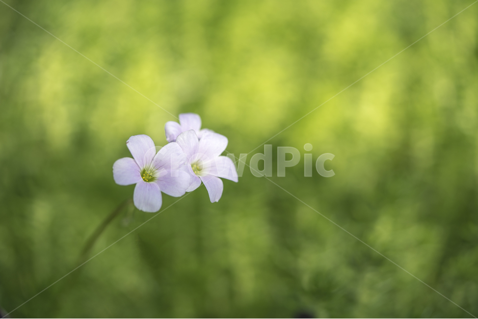 자연,꽃,식물,봄,감성,봄,계절,spring,season,식물,자연,plants,nature,꽃,flower,geranium,제라늄,blossom,plant