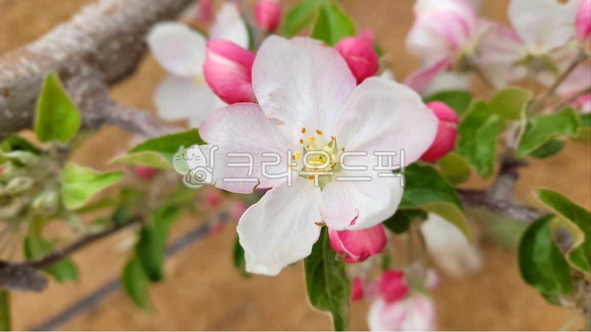 사과꽃,사과나무,사과홍로,홍로꽃,꽃봉우리,꽃잎,봄,꽃