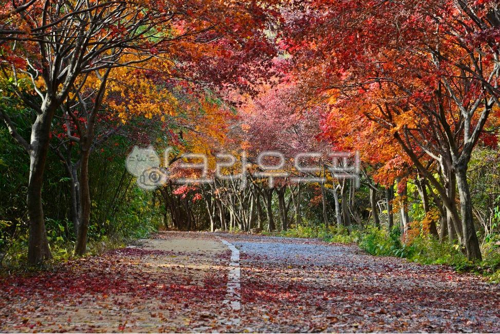 maple, 단풍, leaf, 잎, 자연, 사진,이미지,일러스트,캘리그라피 - 영산공작가