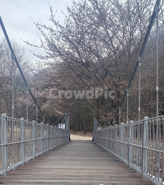 다리,벛꽃,공원,풍경,철교