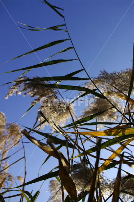 autumn,가을,식물,억새,하늘,가을,계절,fall,autumn,season,식물,자연,plants,nature,plant,grass,잔디