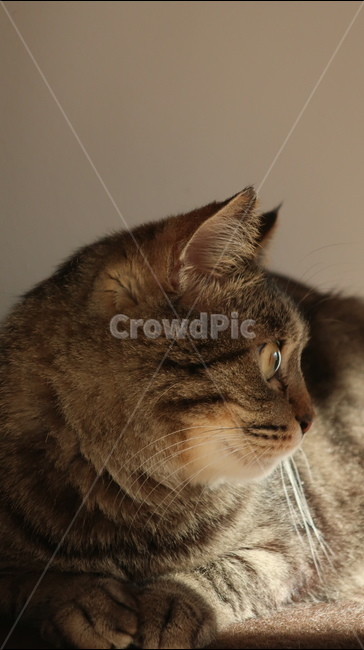 고양이,태비고양이,고등어줄무늬,태비줄무늬,검은고양이,귀여운,포유류,동물,pet,animal,mammal,반려동물,애완동물,반려묘,집고양이,cat,kitty,kitten,아기고양이,동물,animal,포유류,mammal,고양이,cat,kitten,kitty