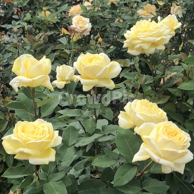 꽃,장미,flower,rose,노란색,자연,풍경,나무,식물