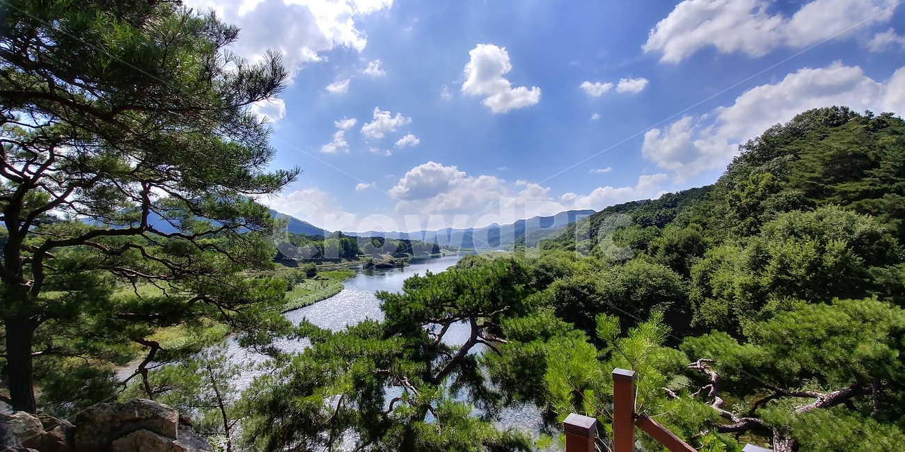 소나무,솔숲,솔밭,절경,명소,조선소나무,적송,자연풍경,자연,자연,풍경,nature,landscape,outdoors,옥외,tree,나무,plant,식물