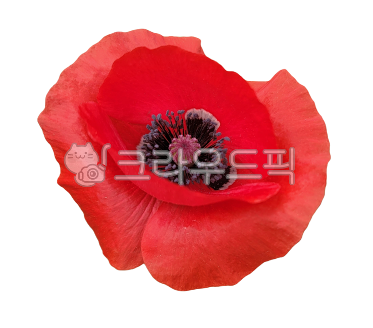 꽃잎,꽃송이,flower,꽃,poppy,양귀비,poppyflower,양귀비꽃,빨강,빨간,빨간색,빨간꽃