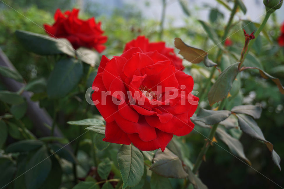 여름,장미꽃,장미,빨간장미,꽃,레드,붉은,자연,접사,red,rose,redrose,빨강,summer,summerflower,만개,bloom,nature,flower,green,초록