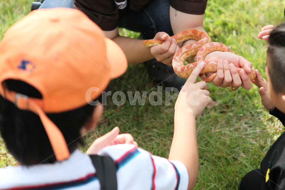 어린이,뱀,동물원,꽃뱀,구렁이,zoo,파충류,양서류,reptile,amphibian,어린이,어린아이,child,children,kid