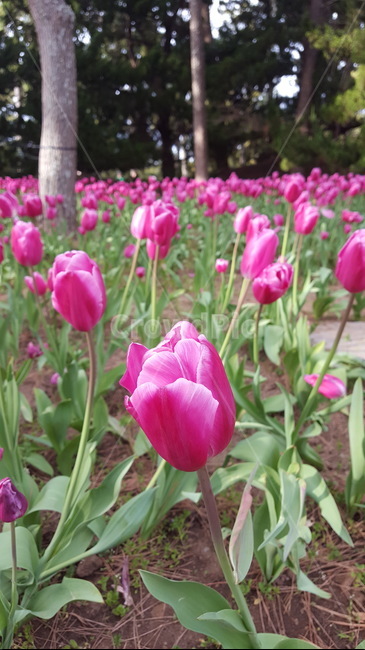 plant,식물,blossom,flower,꽃,튤립,봄