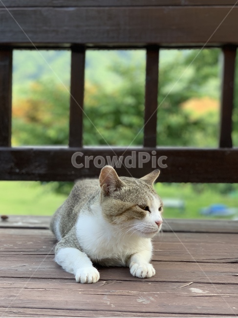 고양이,길냥이,길고양이,동물,귀여움,cat,straycat,meow,animal,cute,cateye