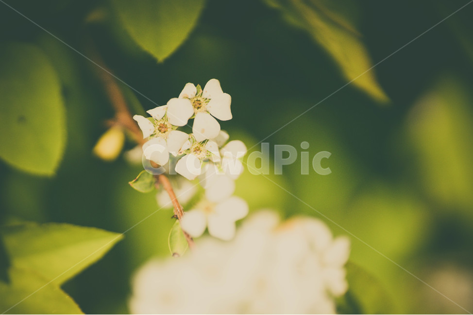 접사,꽃,봄,예쁜꽃,출사,식물,자연,plants,nature,꽃,flower,감성,sensible,feeling