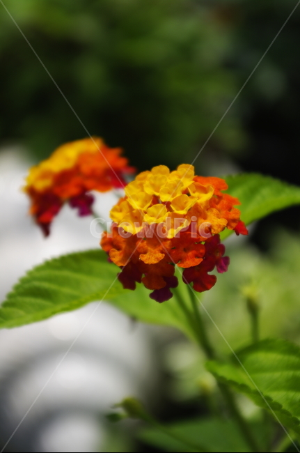 란타나,꽃,flower,식물,plant,자연,nature,식물,자연,plants,nature,꽃,flower