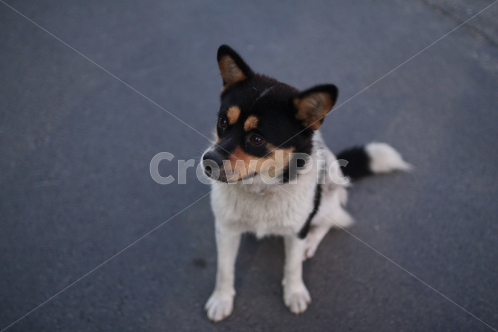 강아지,개,동물,dog,믹스견,동물,animal,포유류,mammal,개,강아지,dog,doggy