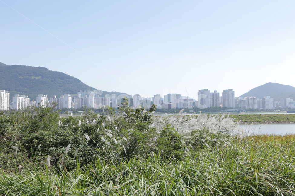 plant,식물,낙동강,하구언,갈대,도시,풍경,city,landscape