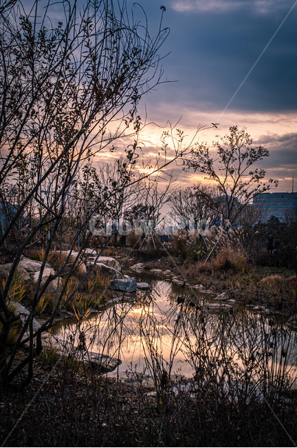 nature,자연,outdoors,옥외,water,물,swamp,늪,sunset,노을,가을,autumn,빛,light