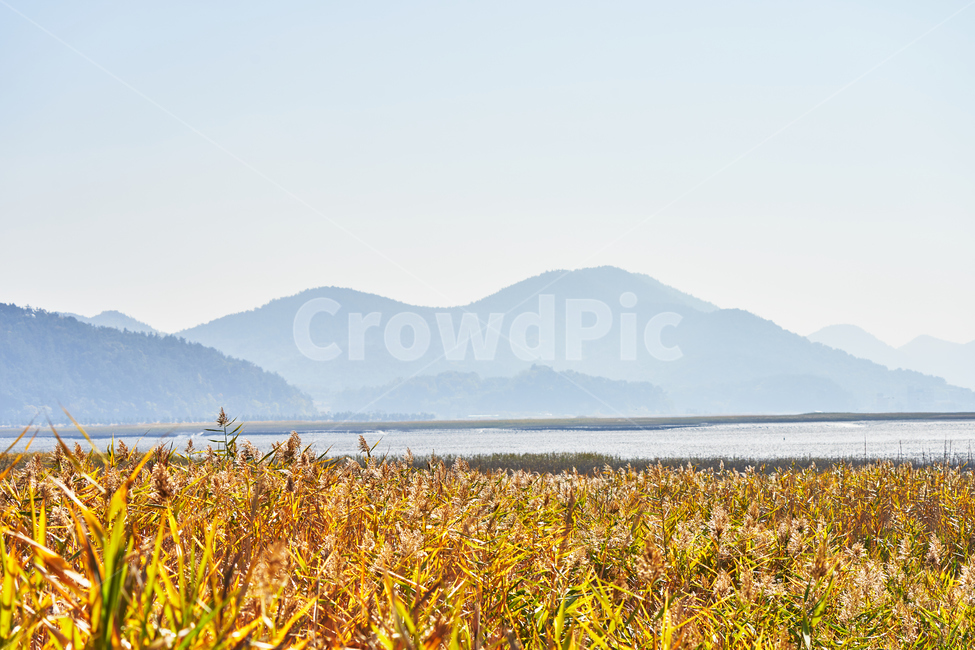 순천만습지,갈대,가을,자연,풍경,순천,순천만,갈대밭,산,습지,가을,계절,fall,autumn,season,자연,풍경,nature,landscape,한국자연풍경,한국자연경관,korea nature landscape,mountain,outdoors,옥외,mountain range,산맥,plant,식물