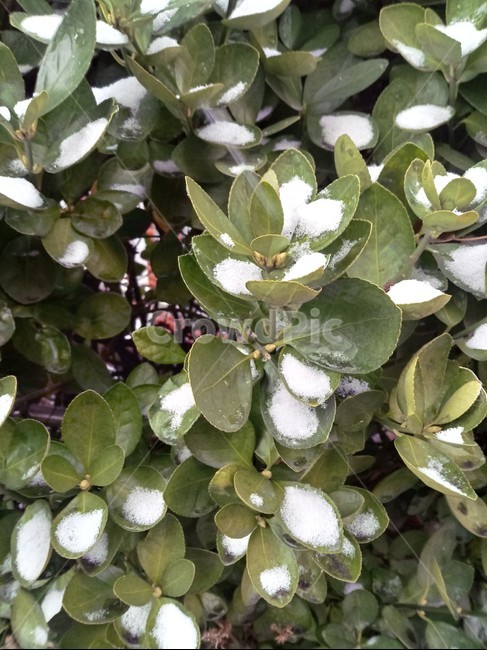 plant,leaf,snow,눈,겨울