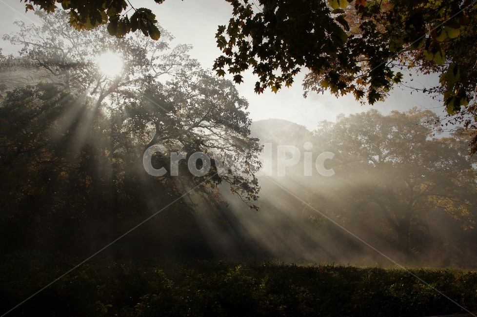 가을,단풍,나무,자연,식물,감성,자연풍경,풍경,trees,nature,autumn,season,emotion,아침빛,안개,녹차,자연,풍경,nature,landscape,flare,플레어,light,빛