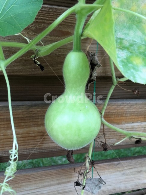 조롱박,식물,박,한국전통,여름풍경,과일,열매,fruit