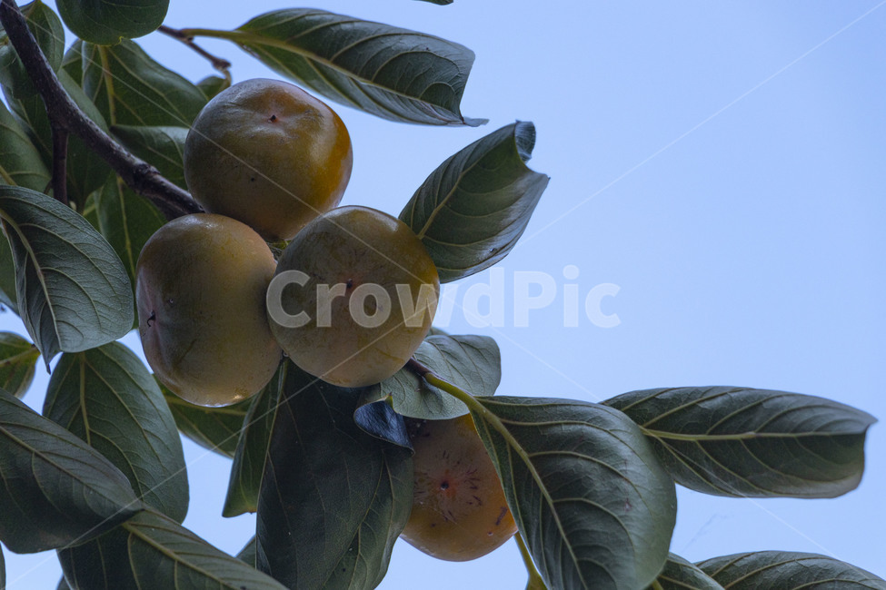감,감나무,감나무열매,감열매,persimmon,persimmontree,홍시