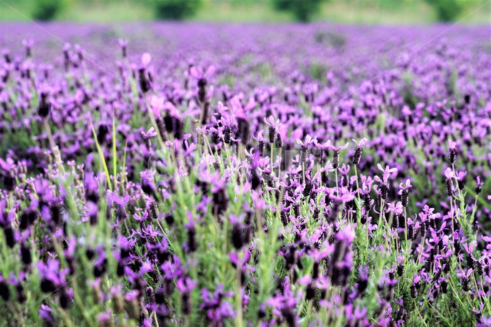 라벤더,꽃,식물,보라색,자연,봄,nature,flower,purple,violet,spring,식물,자연,plants,nature,꽃,flower