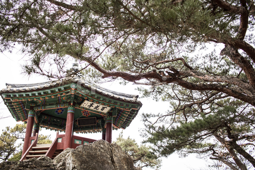 한국건축,한국정자,정자,백화정,백제,낙화암,소나무,감성