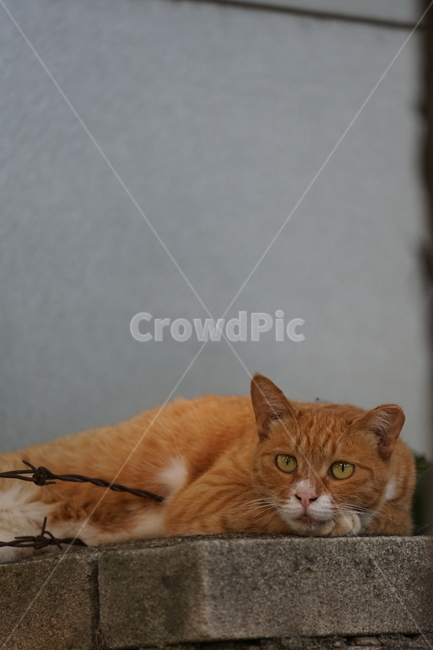 고양이,동물,포유류,길냥이,cat,animal,pet