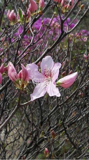 참철쭉,봄꽃,한국의봄꽃,산철쭉,연분홍색철쭉