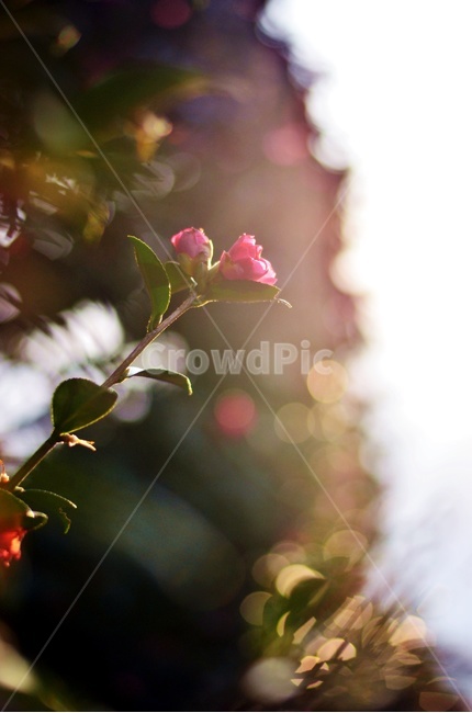 봄,동백,꽃,자연,식물,보케,접사,동백꽃,봄,계절,spring,season,식물,자연,plants,nature,꽃,flower,휴식,힐링,rest,relaxation,healing,plant